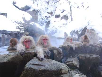 Японские макаки зимой греются в озере (10 фото)