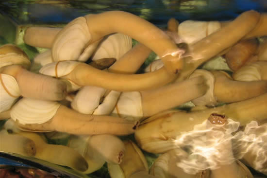 Самый крупный моллюск в мире (7 фото)