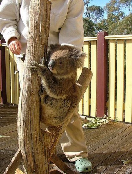 Детеныши австралийских животных (29 Фото)