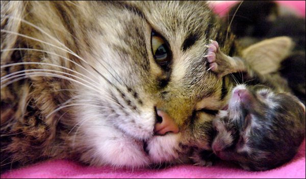 Котёнок с двойной мордой (3 фото)