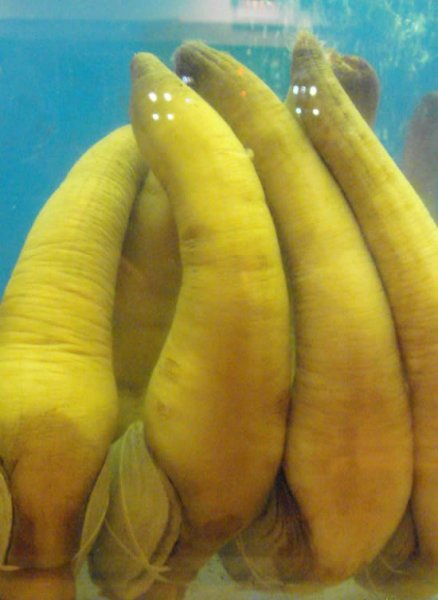 Самый крупный моллюск в мире (7 фото)
