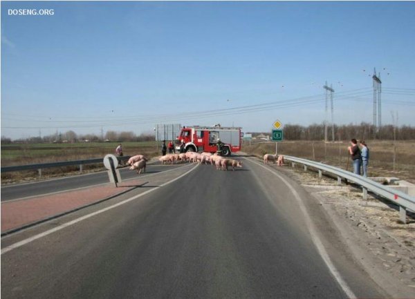 Хрюши захватили шоссе в Венгрии (10 фото)