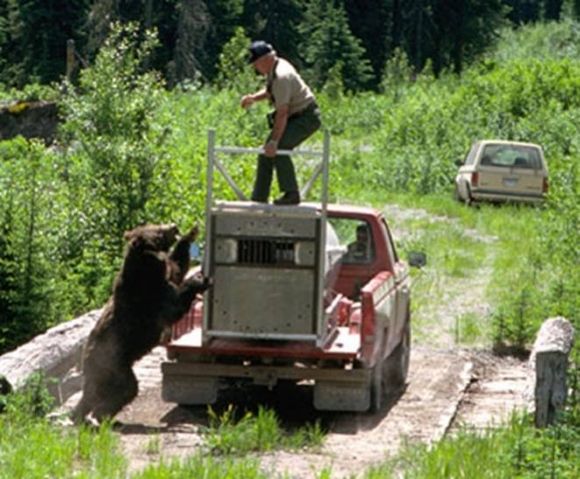 Как не надо выпускать медведя (10 фото)
