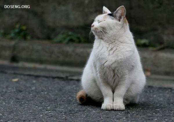 Уличные гангста-коты (43 фото)