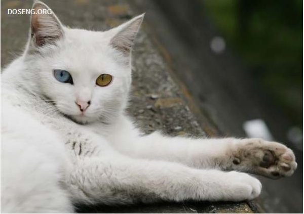 Уличные гангста-коты (43 фото)