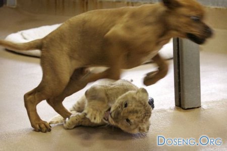 Собачка воспитала льва... (13 фото)
