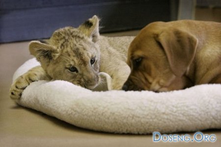 Собачка воспитала льва... (13 фото)