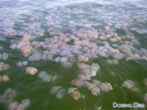 Девушка среди медуз (4 фото)