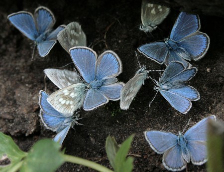 Как природа разнообразна (бабочки)