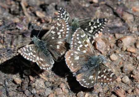 Как природа разнообразна (бабочки)
