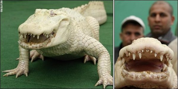 Крокодил Данди и его белая горячка (4 фото)