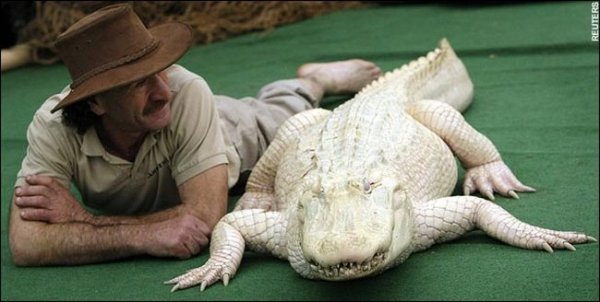 Крокодил Данди и его белая горячка (4 фото)