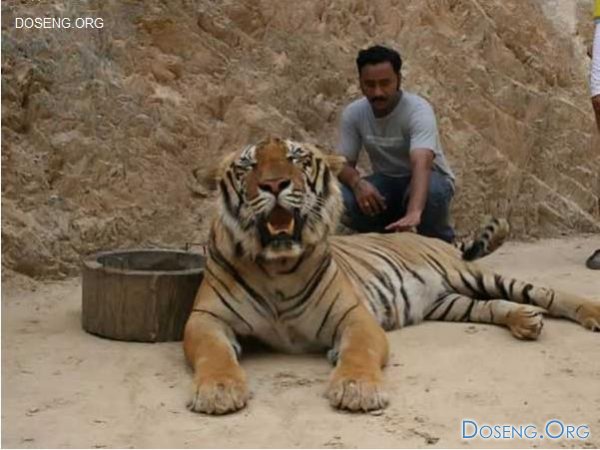 Ручные тигры (13 фото)