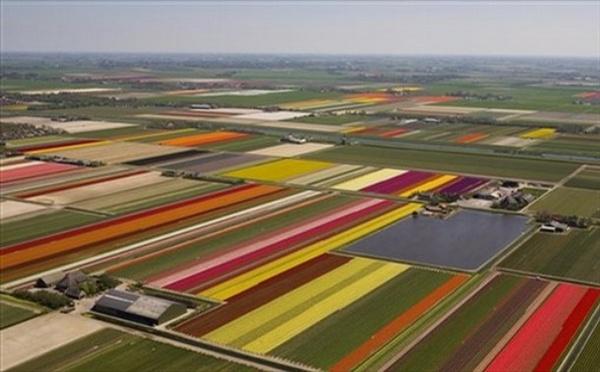 Буйство красок на тюльпановых полях в Голландии