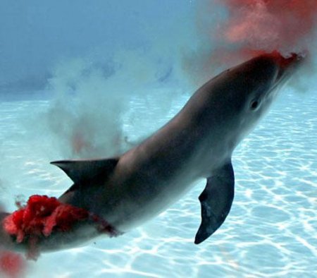 Роды дельфинов!!