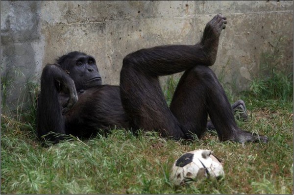 У обезьян всё как у людей (2 фото)