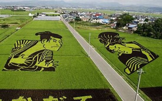 Как японские крестьяне выращивают рис (15 фото)