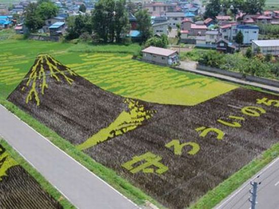 Как японские крестьяне выращивают рис (15 фото)