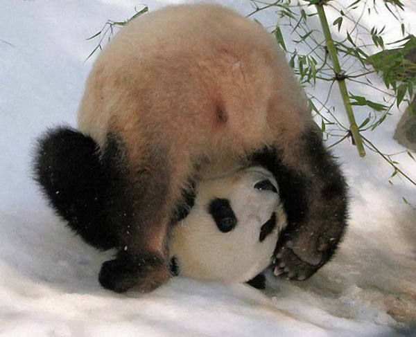Очень смешная панда (6 фото)