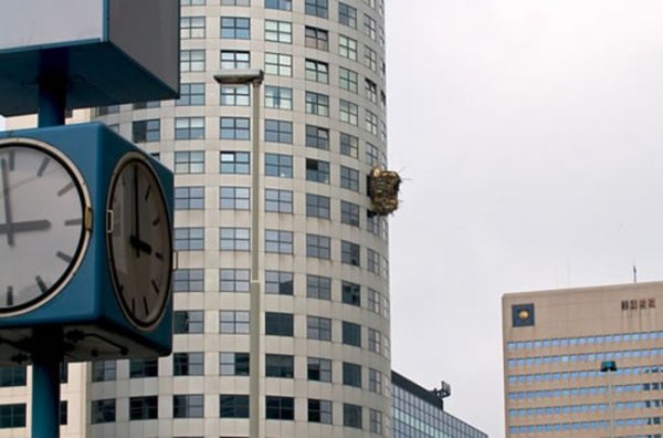 Rotterdam Tower Nesting