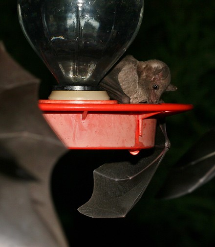 Кормушка для летучих мышей (10 фото)