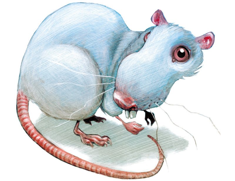 Картинки крысы смешные. Забавные крысы. Мультяшные крысы. Крыса иллюстрация. Мышь и крыса.