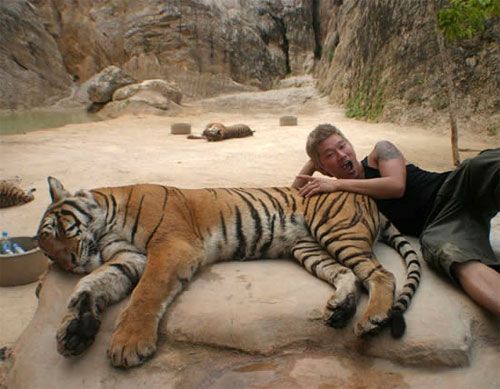 Ручные тигры Таиланда