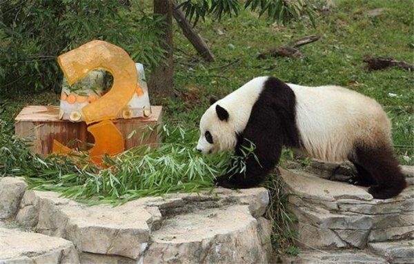 День Рождения панды (7 фото)