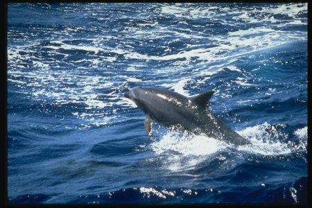 Красивые фото животных (Дельфины)