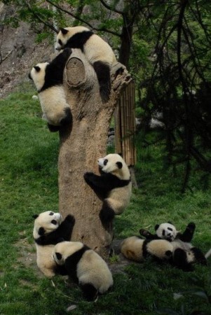 Забавые и милые панды