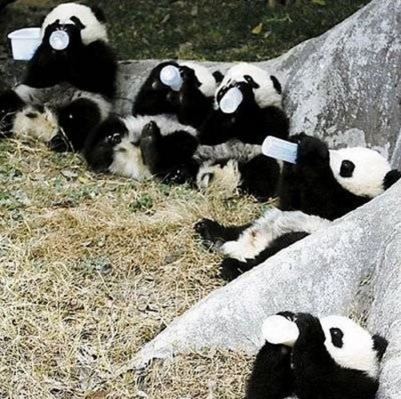 Забавые и милые панды