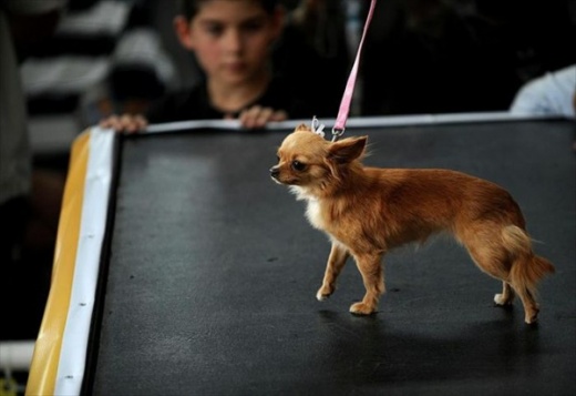 Собачий конкурс красоты в Коста-Рике