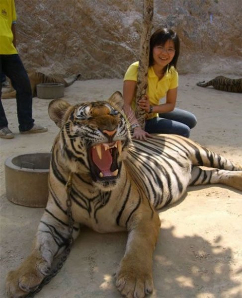 Ручные тигры Таиланда