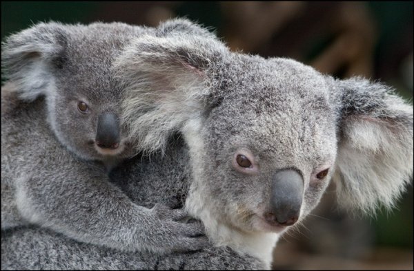 Эти милые коалы (13 фото)