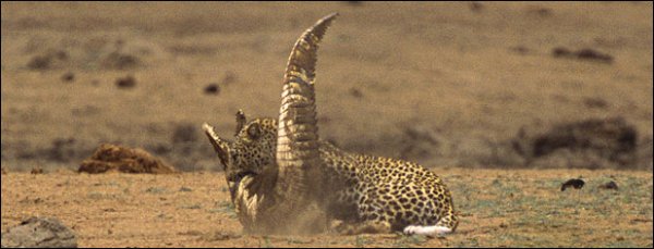 Битва леопарда и крокодила (8 фотографий)