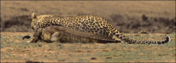 Битва леопарда и крокодила (8 фотографий)