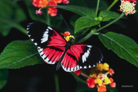 Очень красивые бабочки