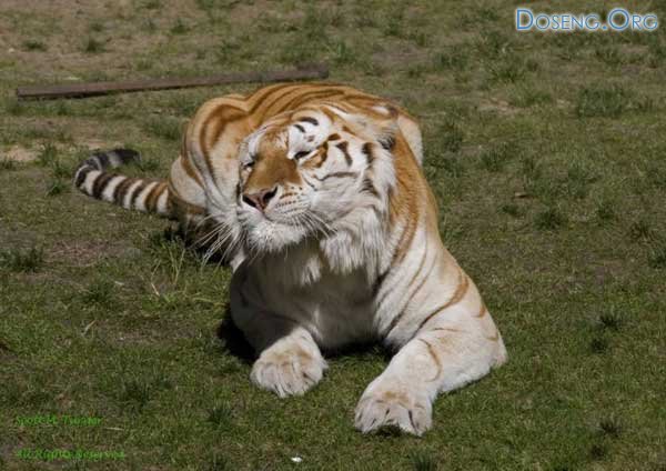 Школа дрессировки тигров