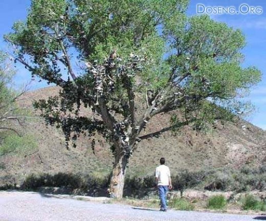 Кросовочное дерево