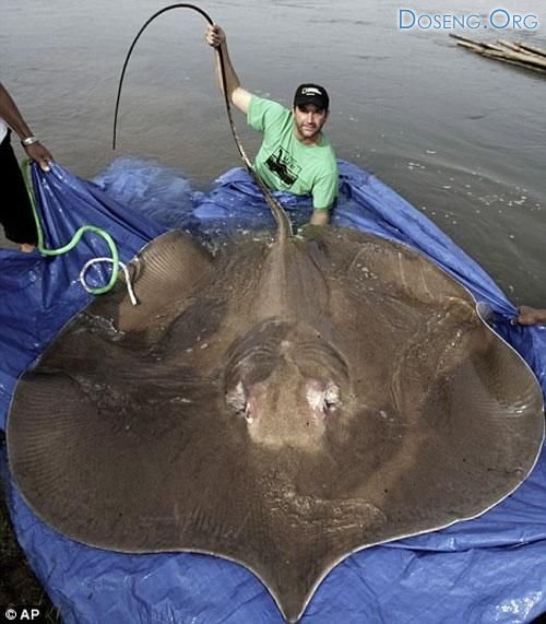 Американский биолог охотится за гигантской рыбой. 10 фото