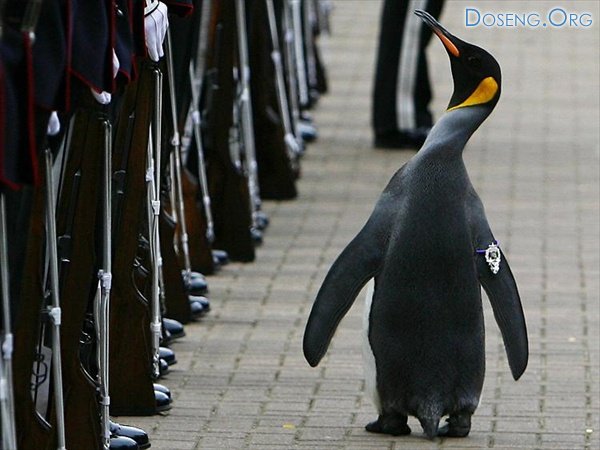 Королевского пингвина возвели в рыцари (6 фото)