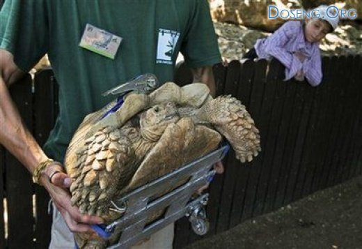 В зоопарке парализованную черепаху посадили на колеса