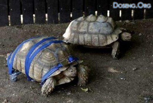 В зоопарке парализованную черепаху посадили на колеса