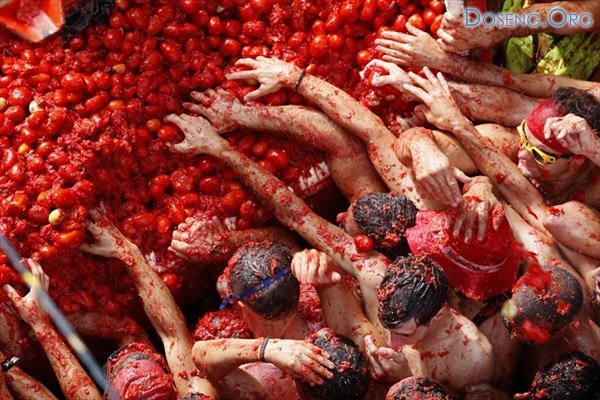     (La Tomatina)  