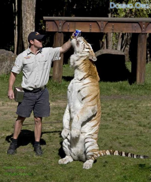 Школа дрессировки тигров