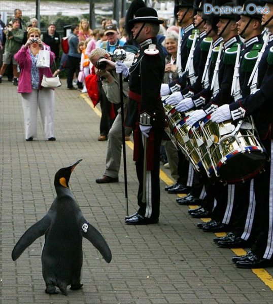 Королевского пингвина возвели в рыцари (6 фото)