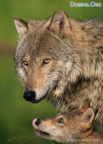 Волки с волчатами