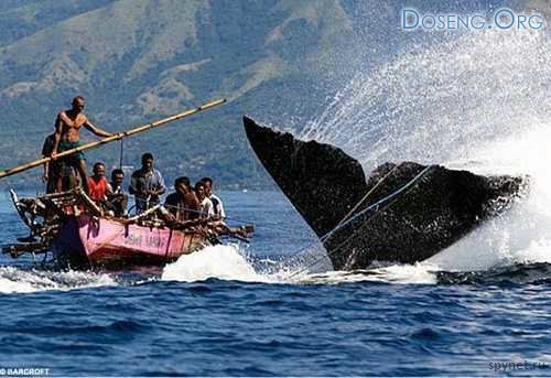 Как охотятся на китов (5 фото)