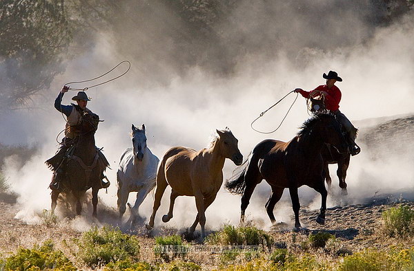 Дикие лошади и ковбои, фотограф Tony Bonanno