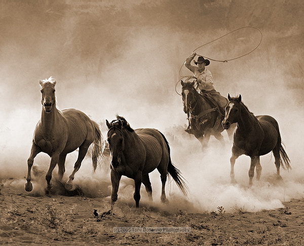 Дикие лошади и ковбои, фотограф Tony Bonanno